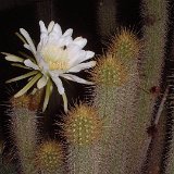 Trichocereus camarguensis JL  (Only one plant is available per size - Une seule plante est disponible par taille)